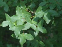 Acer monspessulanum, Montpelier Maple
