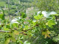Acer monspessulanum 12, Saxifraga-Rutger Barendse