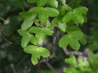 Acer monspessulanum 4, Saxifraga-Dirk Hilbers