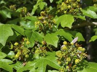 Buds, flowers and seeds of Maple (Acer pseudoplatanus)  Buds, flowers and seeds of Maple (Acer pseudoplatanus) : maple, sycamore, sycamore maple, acer, Acer pseudoplatanus, tree, bud, buds, flower, flowers, pistil, stamen, seed, seeds, reproduction, growth, green, leaf, leaves, beauty, beautiful, nature, natural, flora, floral, spring, springtime, outdoor, outside, no people, nobody, flowering blossom, blossoming