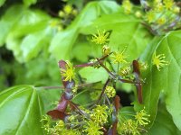 Buds, flowers and seeds of Maple (Acer pseudoplatanus)  Buds, flowers and seeds of Maple (Acer pseudoplatanus) : maple, sycamore, sycamore maple, acer, Acer pseudoplatanus, tree, bud, buds, flower, flowers, pistil, stamen, seed, seeds, reproduction, growth, green, leaf, leaves, beauty, beautiful, nature, natural, flora, floral, spring, springtime, outdoor, outside, no people, nobody, flowering blossom, blossoming