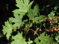 Acer saccharinum 10, Witte esdoorn, Saxifraga-Rutger Barendse