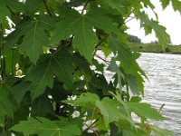 Acer saccharinum 2, Witte esdoorn, Saxifraga-Rutger Barendse