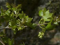 Acer sempervirens 4, Saxifraga-Willem van Kruijsbergen