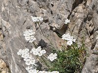 Achillea erba-rotta ssp moschata 15, Saxifraga-Harry Jans