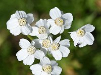 Achillea erba-rotta ssp moschata 17, Saxifraga-Sonja Bouwman  Musk yarrow - Achillea erba-rotta ssp. moschata - Asteraceae familie; Grote St Bernard pas, Gemmipas, Alp Trider (Zw)