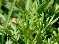 Achillea erba-rotta ssp moschata 18, Saxifraga-Sonja Bouwman  Musk yarrow - Achillea erba-rotta ssp. moschata - Asteraceae familie