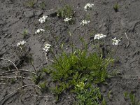 Achillea erba-rotta ssp moschata 4, Saxifraga-Willem van Kruijsbergen