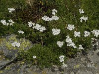 Achillea erba-rotta ssp moschata 9, Saxifraga-Willem van Kruijsbergen