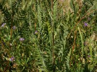 Achillea filipendulina 14, Geel duizendblad, Saxifraga-Ed Stikvoort