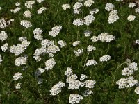 Achillea millefolium 38, Duizendblad, Saxifraga-Harry Jans  Achillea millefolium