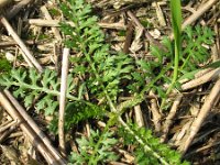 Achillea millefolium 5, Duizendblad, Saxifraga-Rutger Barendse