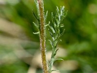 Achillea oxyloba 4, Saxifraga-Sonja Bouwman  Achillea oxyloba - Asteraceae familie