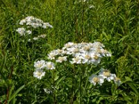 Achillea ptarmica 18, Wilde bertram, Saxifraga-Ed Stikvoort