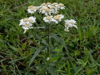 Achillea ptarmica 20, Wilde bertram, Saxifraga-Ed Stikvoort : Grensmaas Borgharen