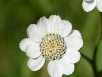 Achillea ptarmica 26, Wilde bertram, Saxifraga-Sonja Bouwman