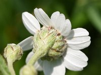 Achillea ptarmica 27, Wilde bertram, Saxifraga-Sonja Bouwman