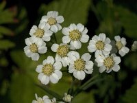 Achillea ptarmica 1, Wilde bertram, Saxifraga-Jan van der Straaten