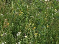 Achillea ptarmica 15, Wilde bertram, Saxifraga-Hans Boll