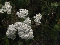 Achillea ptarmica 16, Wilde bertram, Saxifraga-Jan van der Straaten