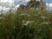 Achillea ptarmica 17, Wilde bertram-Saxifraga-Peter Meininger