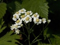 Achillea ptarmica 2, Wilde bertram, Saxifraga-Jan van der Straaten