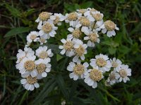 Achillea ptarmica 21, Wilde bertram, Saxifraga-Ed Stikvoort : Grensmaas Borgharen