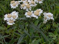 Achillea ptarmica 25, Wilde bertram, Saxifraga-Ed Stikvoort : Grensmaas Borgharen