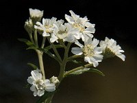 Achillea ptarmica 3, Wilde bertram, Saxifraga-Jan van der Straaten