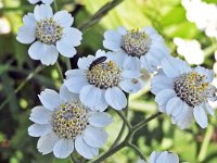 Wilde bertram N0588 : Wilde bertram, Achillea ptarmica