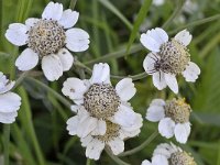 Wilde bertram N0590 : Wilde bertram, Achillea ptarmica