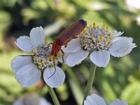 Wilde bertram N094 : Wilde bertram, Achillea ptarmica