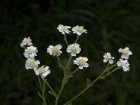 Achillea ptarmica 7, Wilde bertram, Saxifraga-Jan van der Straaten