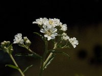 Achillea ptarmica 8, Wilde bertram, Saxifraga-Jan van der Straaten