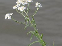 Achillea ptarmica 9, Wilde bertram, Saxifraga-Peter Meininger