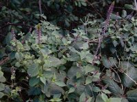 Achyranthes sicula 6, Saxifraga-Ed Stikvoort