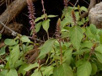 Achyranthes sicula 7, Saxifraga-Ed Stikvoort