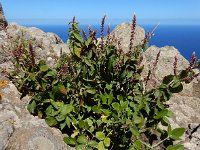 Achyranthes sicula 9, Saxifraga-Ed Stikvoort