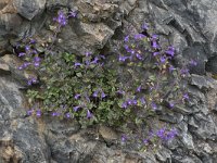 Acinos alpinus 5, Saxifraga-Willem van Kruijsbergen