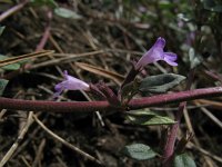 Acinos arvensis 1, Kleine steentijm, Saxifraga-Rutger Barendse