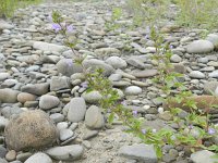 Acinos arvensis 10, Kleine steentijm, Saxifraga-Rutger Barendse