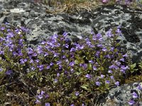 Acinos arvensis 3, Kleine steentijm, Saxifraga-Jan van der Straaten