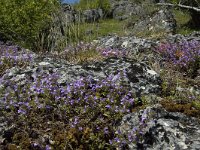 Acinos arvensis 4, Kleine steentijm, Saxifraga-Jan van der Straaten