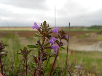 Acinos arvensis 5, Kleine steentijm, Saxifraga-Rutger Barendse