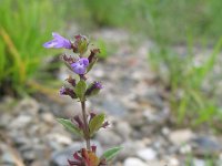 Acinos arvensis 6, Kleine steentijm, Saxifraga-Rutger Barendse