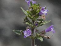 Acinos arvensis 8, Kleine steentijm, Saxifraga-Willem van Kruijsbergen