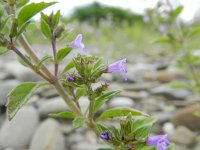 Acinos arvensis11, Kleine steentijm, Saxifraga-Rutger Barendse