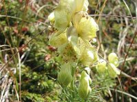 Aconitum anthora 6, Saxifraga-Jasenka Topic