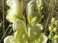 Aconitum anthora 7, Saxifraga-Jasenka Topic