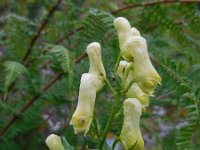 Aconitum lycoctonum 14, Gele monnikskap, Saxifraga-Ed Stikvoort